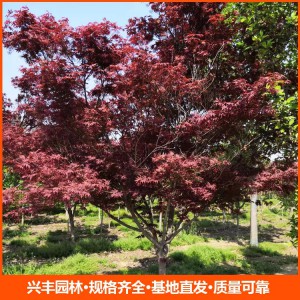 12公分日本红枫 园林行道树绿化工程苗木 规格齐全