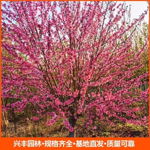 基地直发红叶碧桃 常年供应 适应性强易成活 庭院观赏苗木