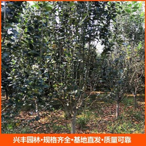 基地直发 西府海棠 园林绿化常用苗 花色鲜艳观赏性强