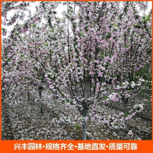 基地直发 西府海棠 园林绿化常用苗 花色鲜艳观赏性强