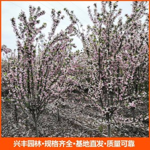 基地直发 西府海棠 园林绿化常用苗 花色鲜艳观赏性强